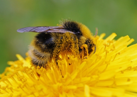 Bie som samlar pollen på ein løvetannblomst.