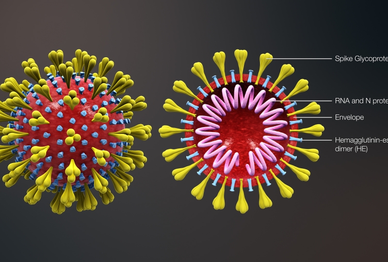 Animert model av korona-viruset